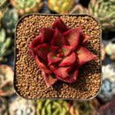 smallplantaru112.jpeg