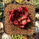 smallplantaru113.jpeg