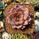 smallplantaru115.jpeg