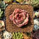 smallplantaru116.jpeg