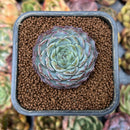 smallplantaru11.jpeg