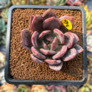 smallplantaru11.jpeg
