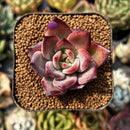 smallplantaru120.jpeg