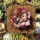 smallplantaru121.jpeg