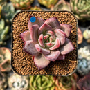 smallplantaru122.jpeg