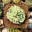 smallplantaru129.jpeg