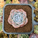 smallplantaru12.jpeg