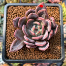 smallplantaru12.jpeg