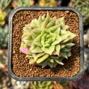 smallplantaru138.jpeg