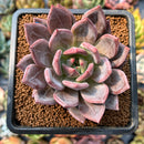 smallplantaru13.jpeg