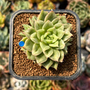 smallplantaru141.jpeg
