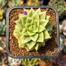 smallplantaru143.jpeg