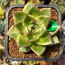 smallplantaru145.jpeg