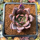 smallplantaru14.jpeg