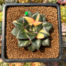 smallplantaru150.jpeg