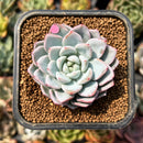 smallplantaru157.jpeg
