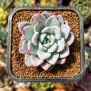 smallplantaru158.jpeg