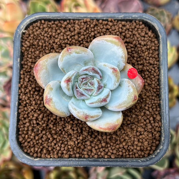 succulent plants for sale uk Echeveria 'Miss Jin' 1"-2" Succulent Plant