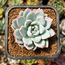smallplantaru160.jpeg
