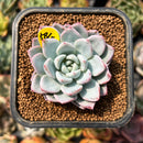 smallplantaru161.jpeg
