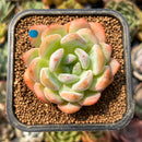 smallplantaru162.jpeg