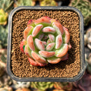 smallplantaru163.jpeg