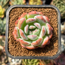 smallplantaru164.jpeg