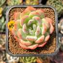 smallplantaru166.jpeg