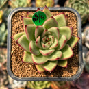 smallplantaru169.jpeg