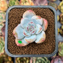 smallplantaru16.jpeg