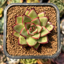smallplantaru170.jpeg