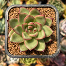 smallplantaru171.jpeg