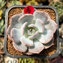 smallplantaru176.jpeg