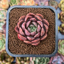 smallplantaru17.jpeg