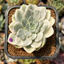 smallplantaru180.jpeg
