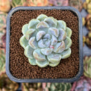 smallplantaru18.jpeg