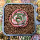 smallplantaru19.jpeg