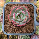 smallplantaru20.jpeg