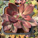 Echeveria 'Hanaikada' Non-Variegated 4"-5" Large Succulent Plant Cutting