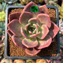 smallplantaru31.jpeg