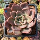 smallplantaru32.jpeg