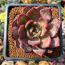 smallplantaru33.jpeg