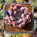 smallplantaru34.jpeg