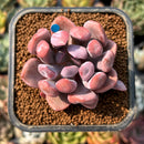 smallplantaru36.jpeg