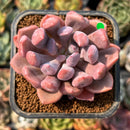 smallplantaru37.jpeg