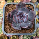 smallplantaru37.jpeg