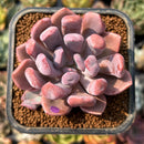 smallplantaru38.jpeg