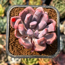 smallplantaru39.jpeg