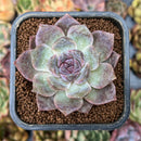 smallplantaru3.jpeg