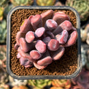 smallplantaru40.jpeg